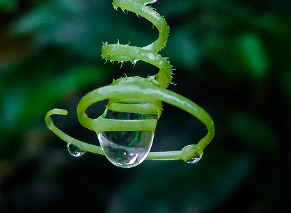 RESTOREID’s Open Science Framework (OSF) Repository 